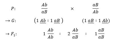 Sơ đồ lai 1.JPG