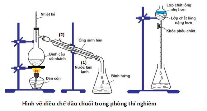 Điều Chế Dầu Chuối: Phương Pháp, Công Dụng và Hướng Dẫn Tự Làm Tại Nhà