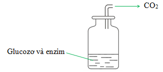 Phản ứng lên men rượu của glucose