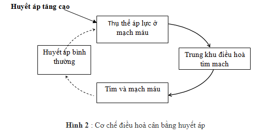 7. Sơ Đồ Minh Họa Cơ Chế Điều Hòa Huyết Áp