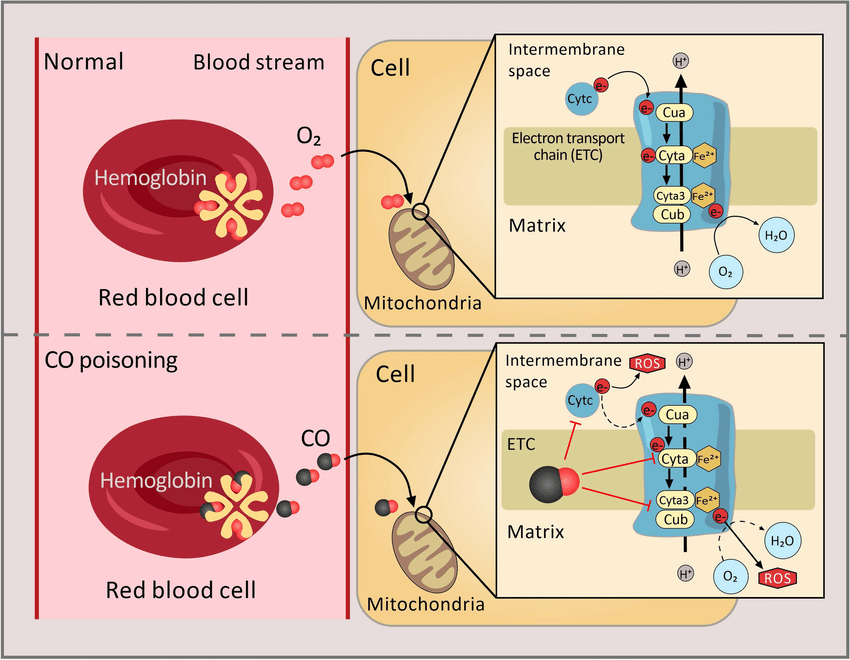 COvshemoglobin.png