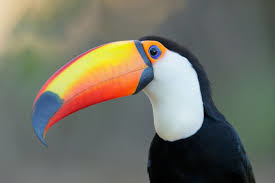 beak