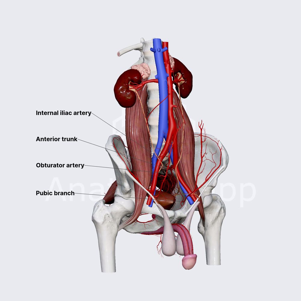 artery
