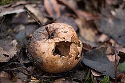decomposition