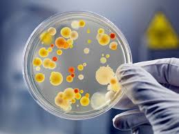 microorganism