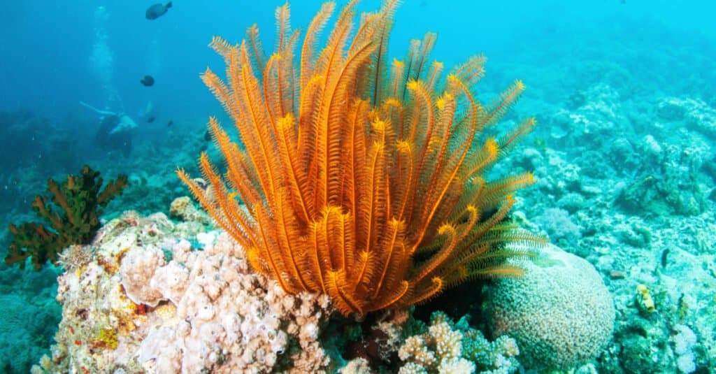 immobile