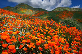 an abundance of