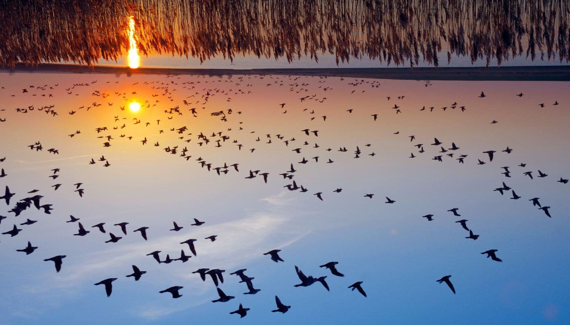 migrate