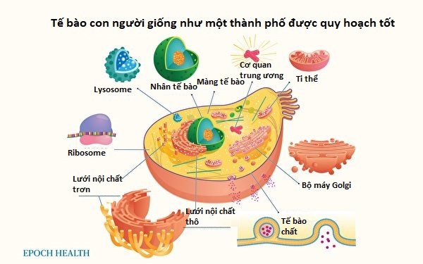 biophilia hypothesis