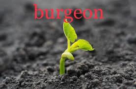 burgeon