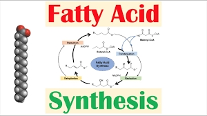 fatty acid