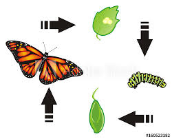 transform into sth