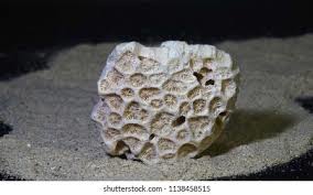 calcified skeleton