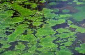 algae