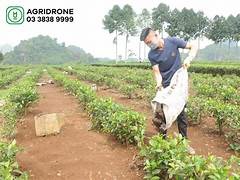 over-fertilize
