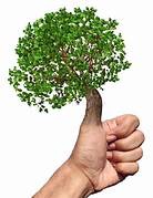 green thumb/fingers