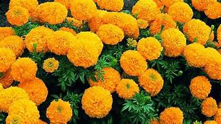 marigold
