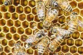 hive of