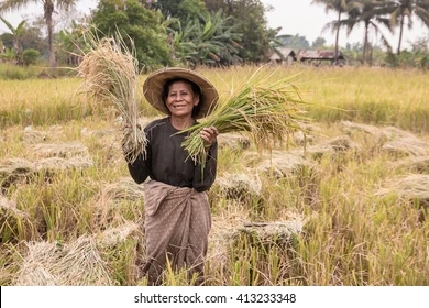 harvest date