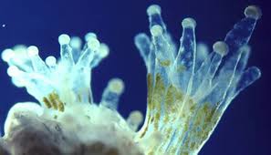 zooxanthellae