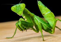 mantis