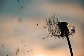 fragile hope