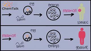 germline