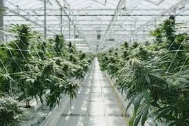 commodity crop