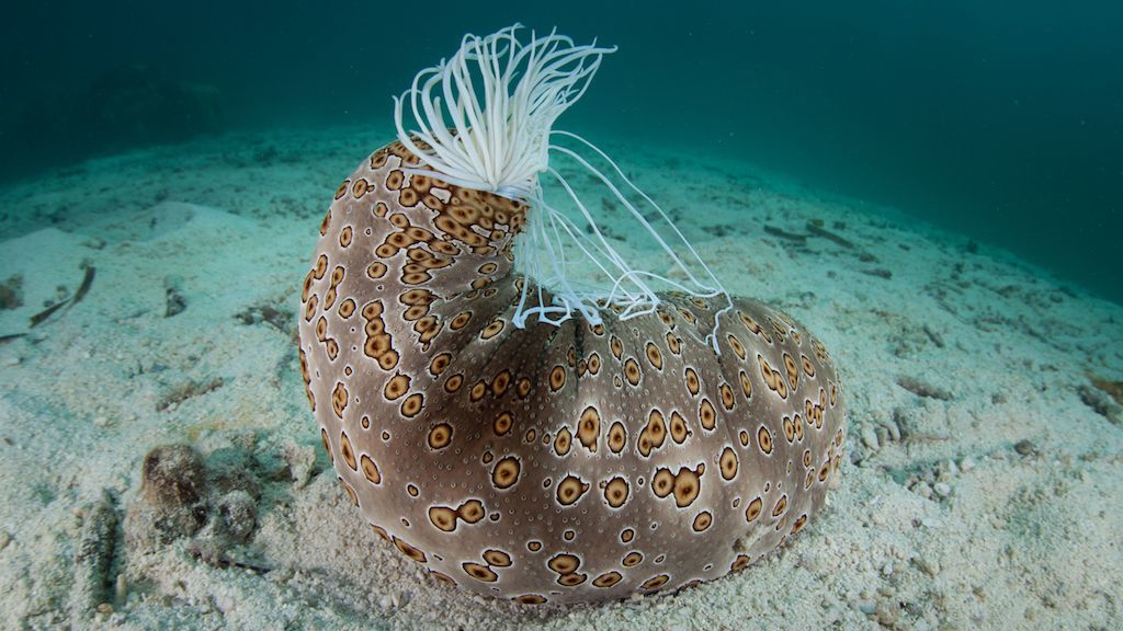 sea cucumber