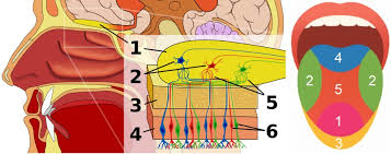 organoleptic