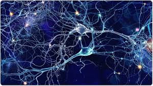 neurobiological