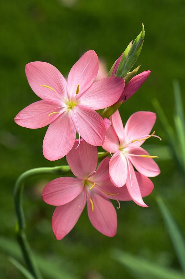 flower-themed