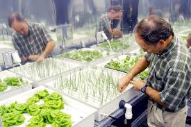 hydroponic