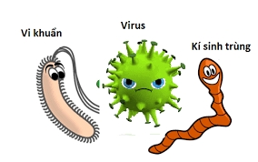 germ