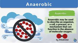 anaerobic