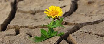 resilient
