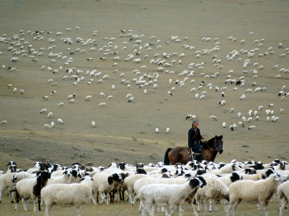 Herd