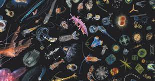 Plankton