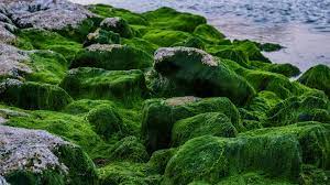 Algae