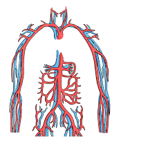 Vein