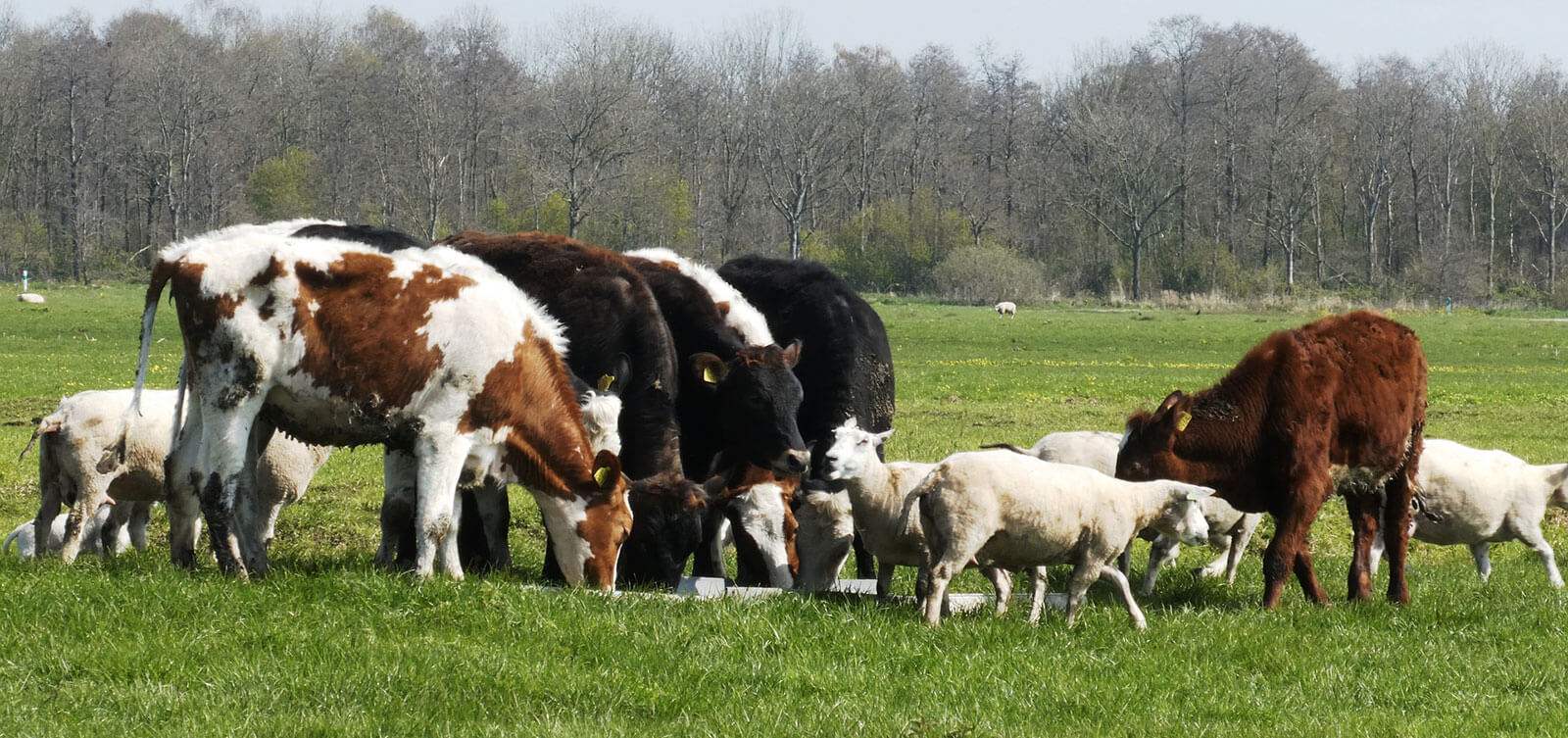 Livestock
