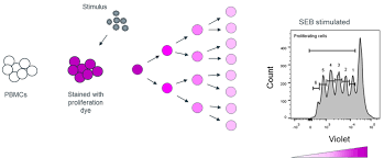 proliferation
