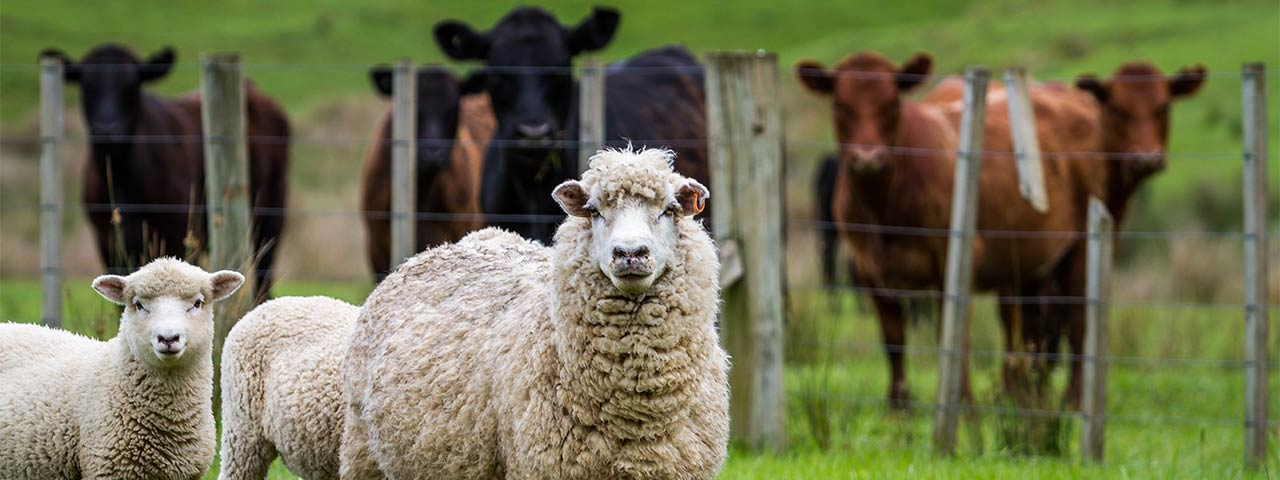 Livestock
