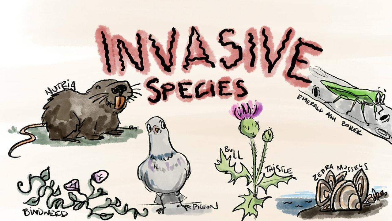 Invasive