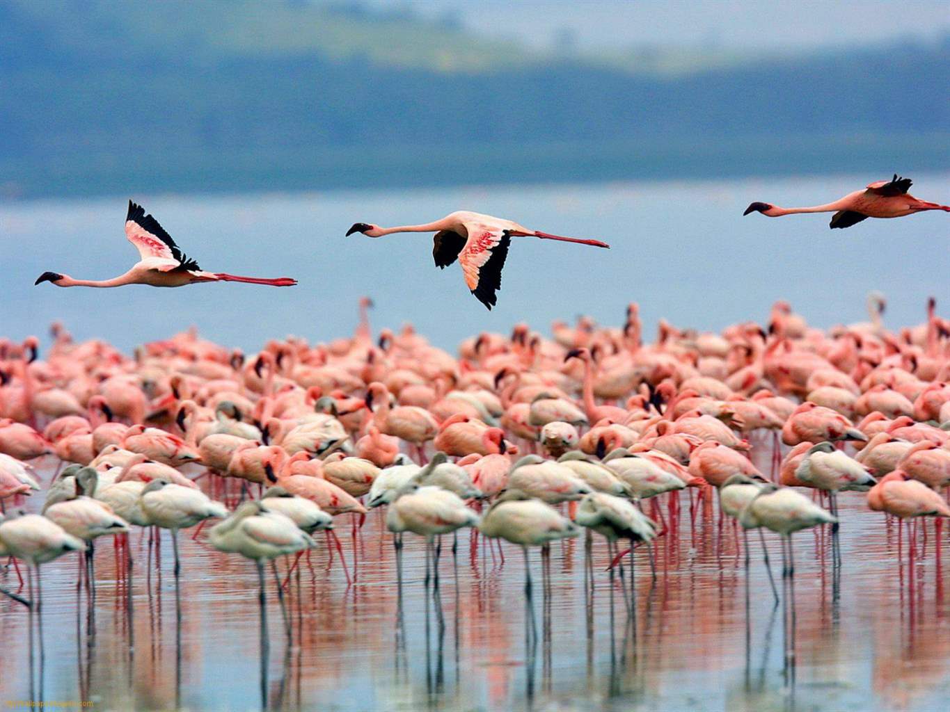 migrate