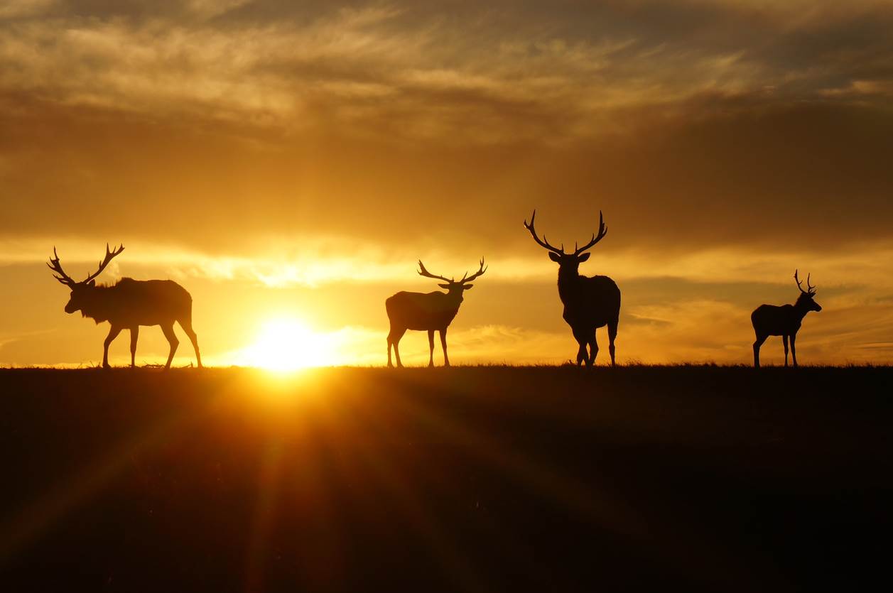 At dawn