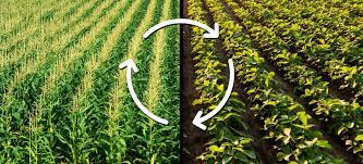 Crop rotation