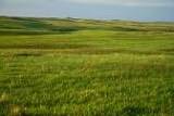 grassland