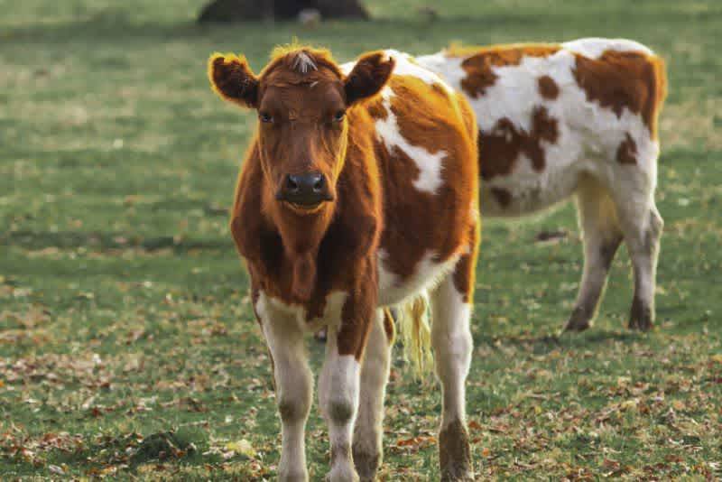 Steer