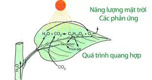 photosynthesis